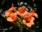 凌霄花