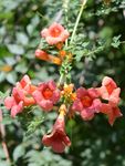 凌霄花