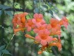 凌霄花