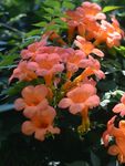 凌霄花