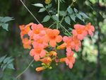 凌霄花