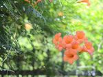 凌霄花