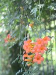 凌霄花