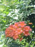 凌霄花