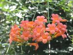 凌霄花