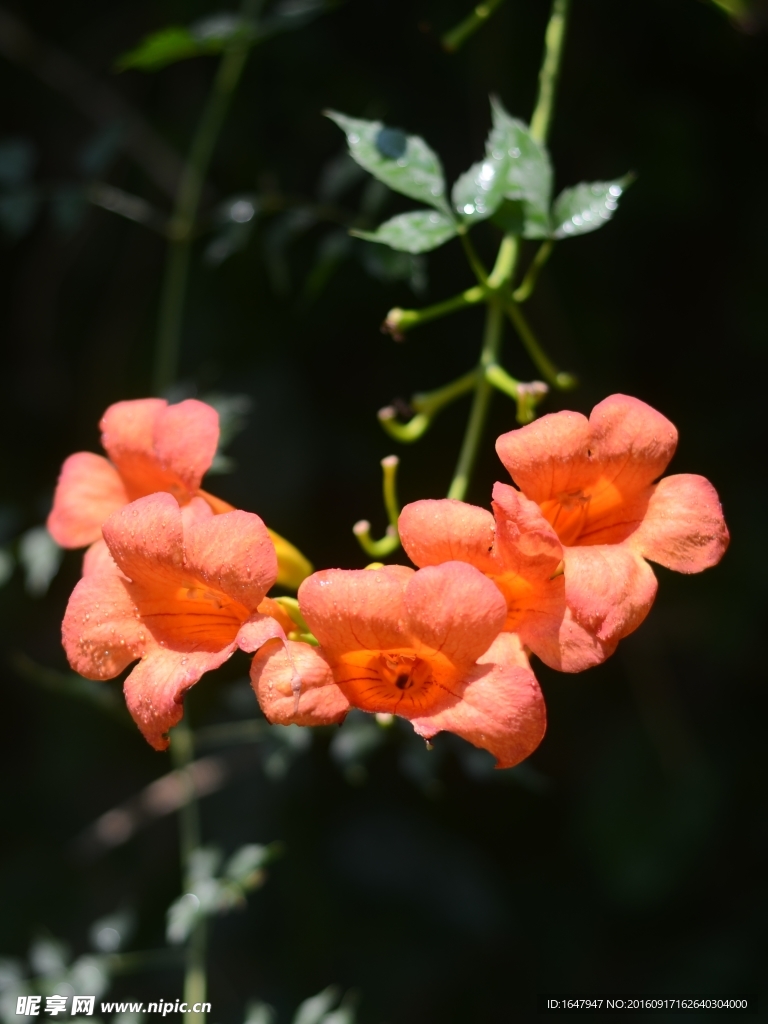 凌霄花