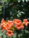 凌霄花