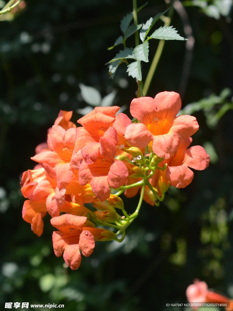 凌霄花