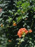 凌霄花
