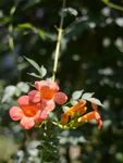 凌霄花