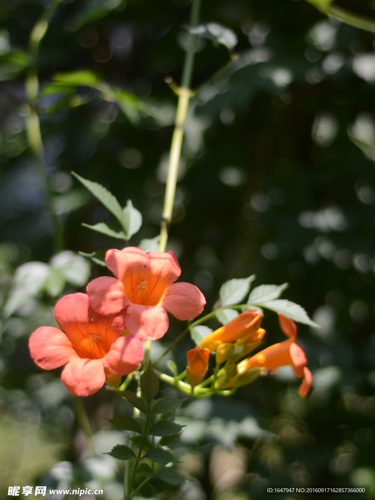 凌霄花