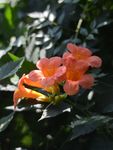 凌霄花