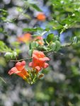 凌霄花