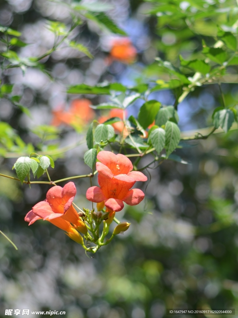 凌霄花