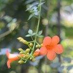凌霄花