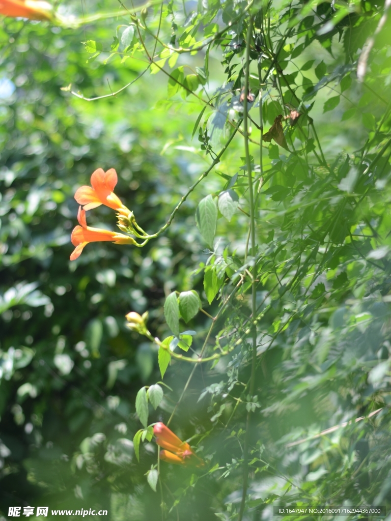 凌霄花