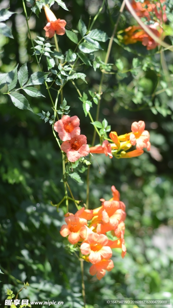 凌霄花
