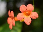 凌霄花