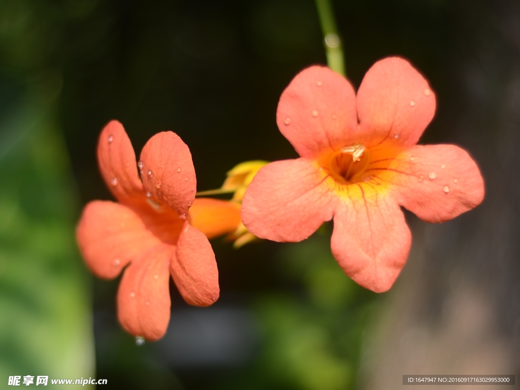 凌霄花