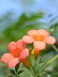 凌霄花