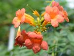 凌霄花