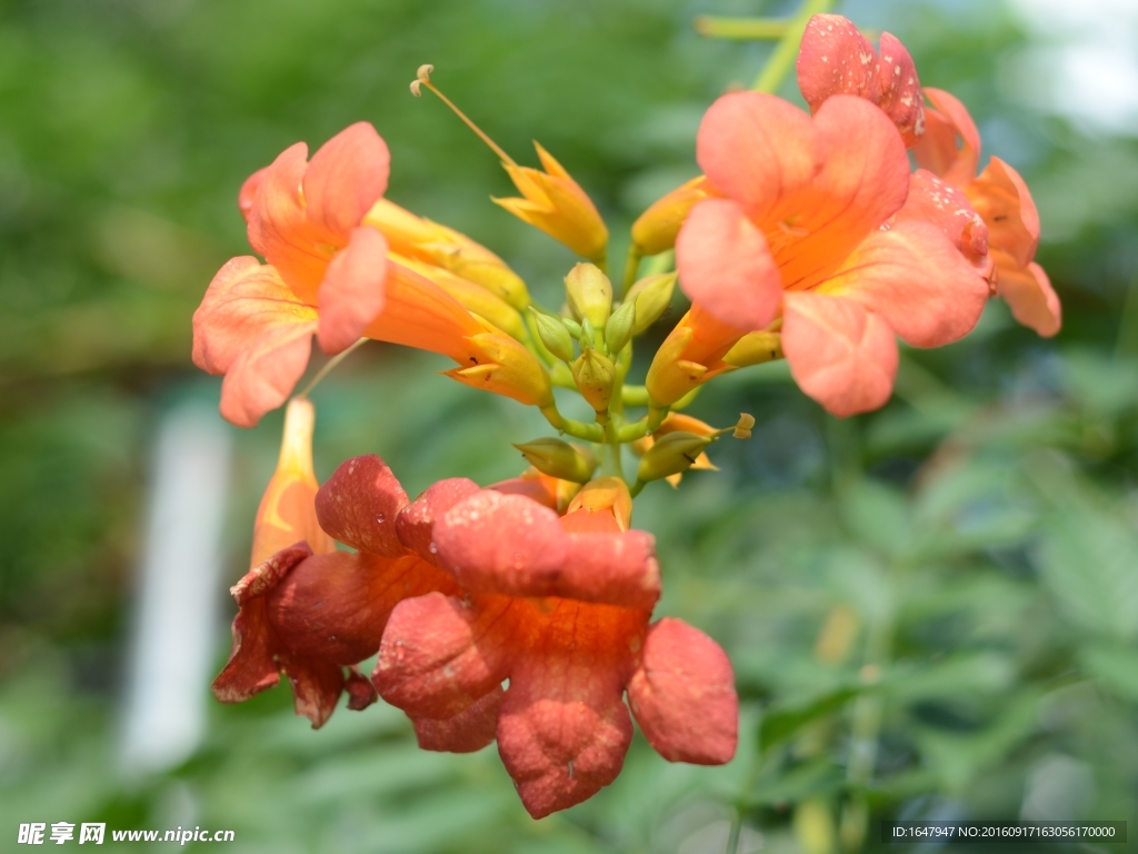 凌霄花
