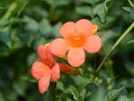 凌霄花