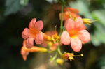 凌霄花