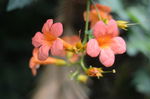 凌霄花