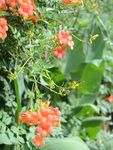 凌霄花