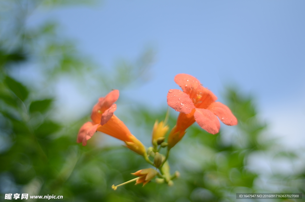 凌霄花