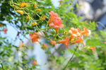 凌霄花