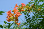 凌霄花