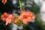 凌霄花