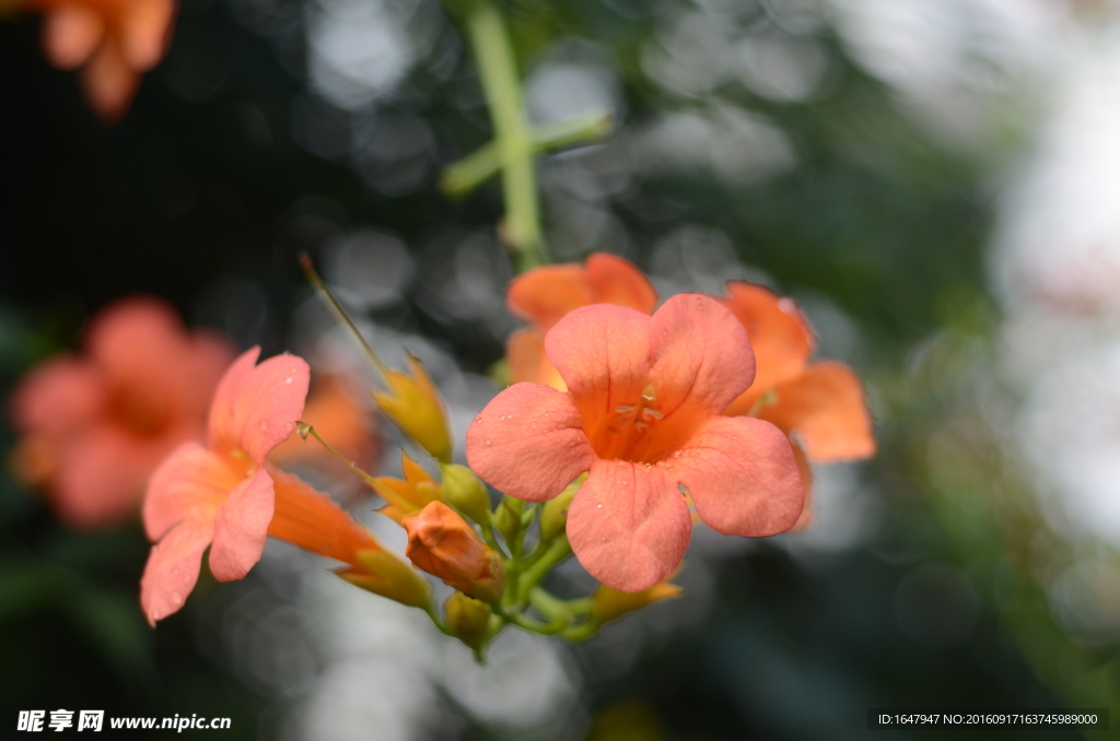 凌霄花