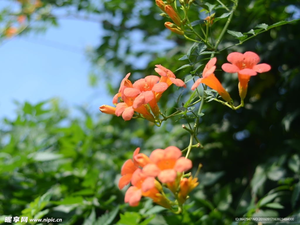 凌霄花