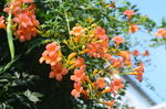凌霄花