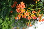 凌霄花