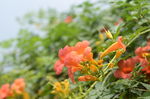 凌霄花