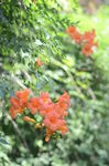 凌霄花