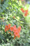 凌霄花