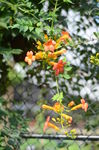 凌霄花