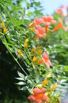 凌霄花