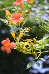 凌霄花