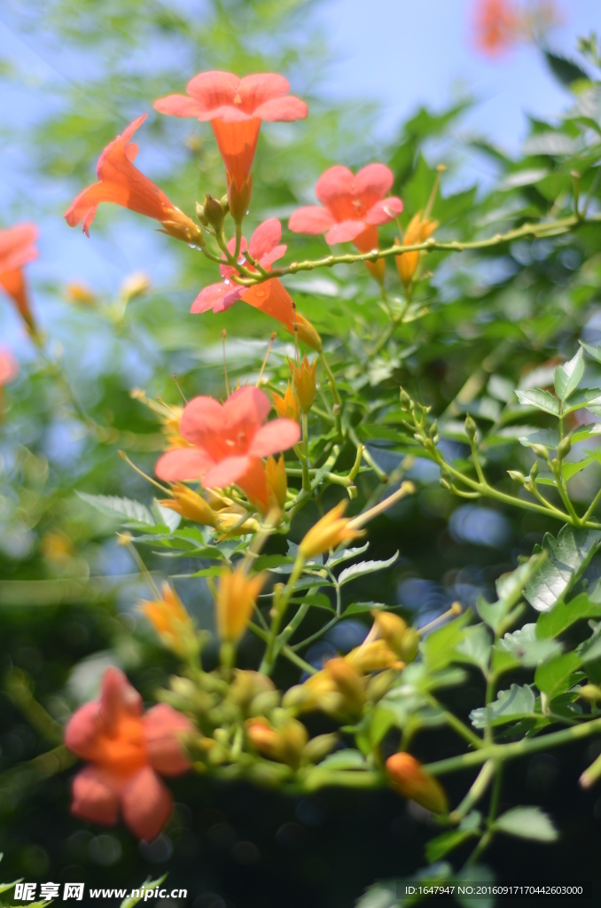 凌霄花