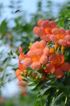 凌霄花