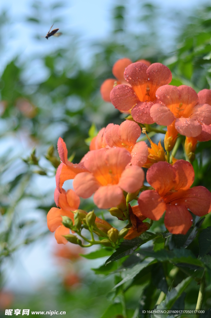 凌霄花