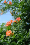 凌霄花
