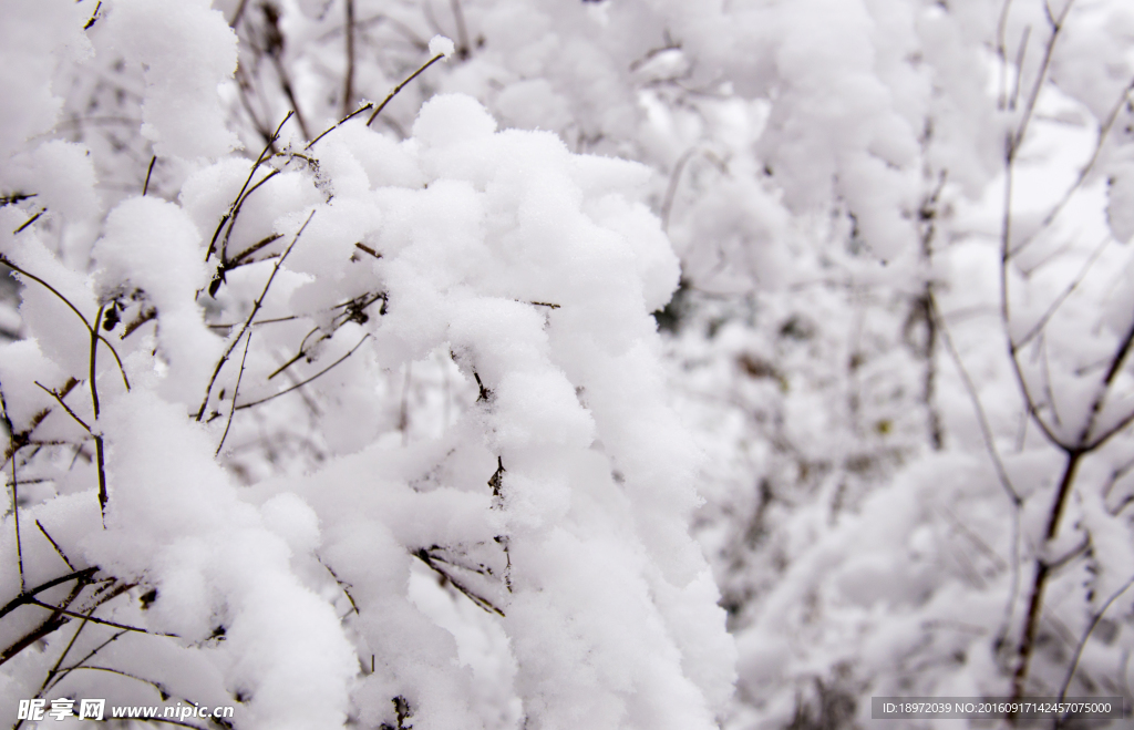 雪