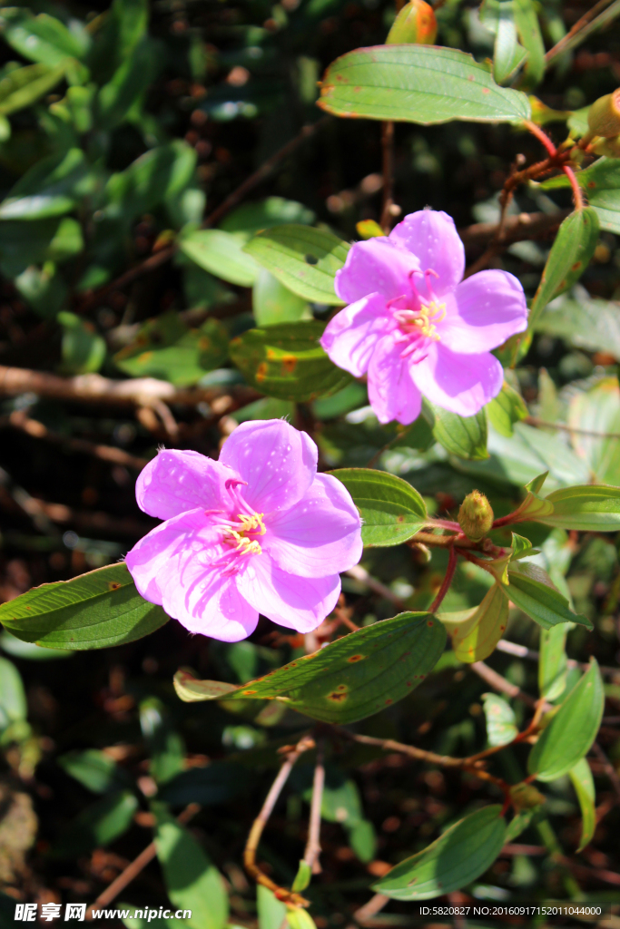 捻子花 野花